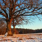 Eiche im Abendlicht