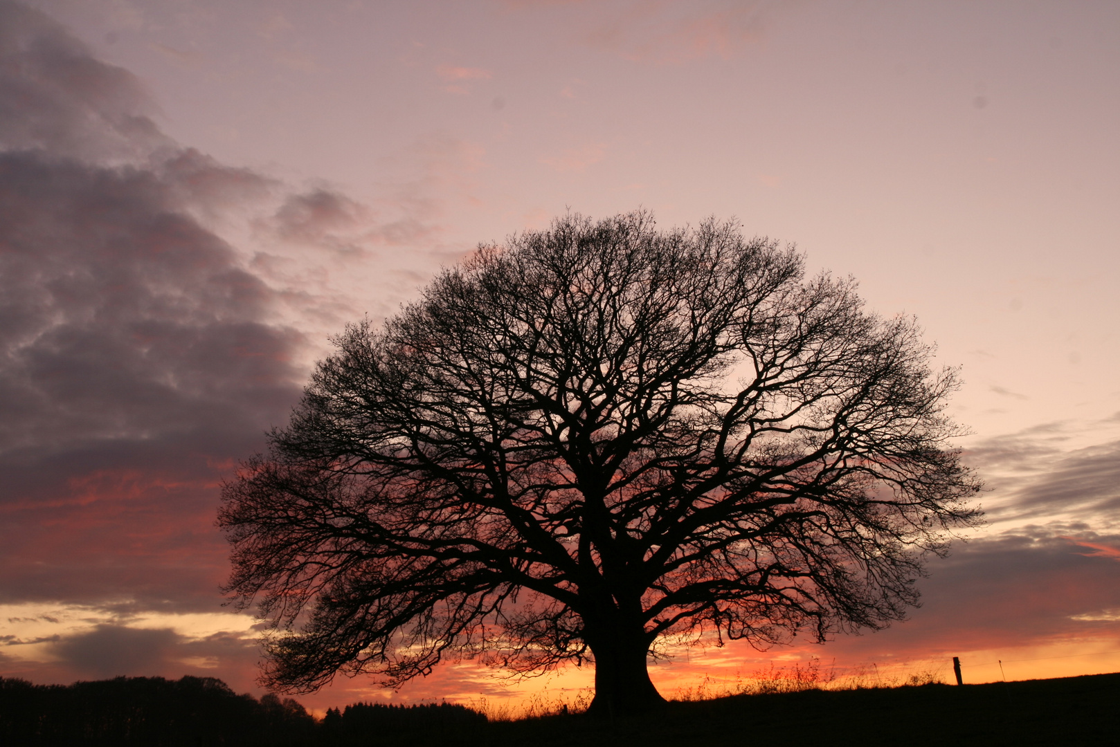 Eiche im Abendlicht