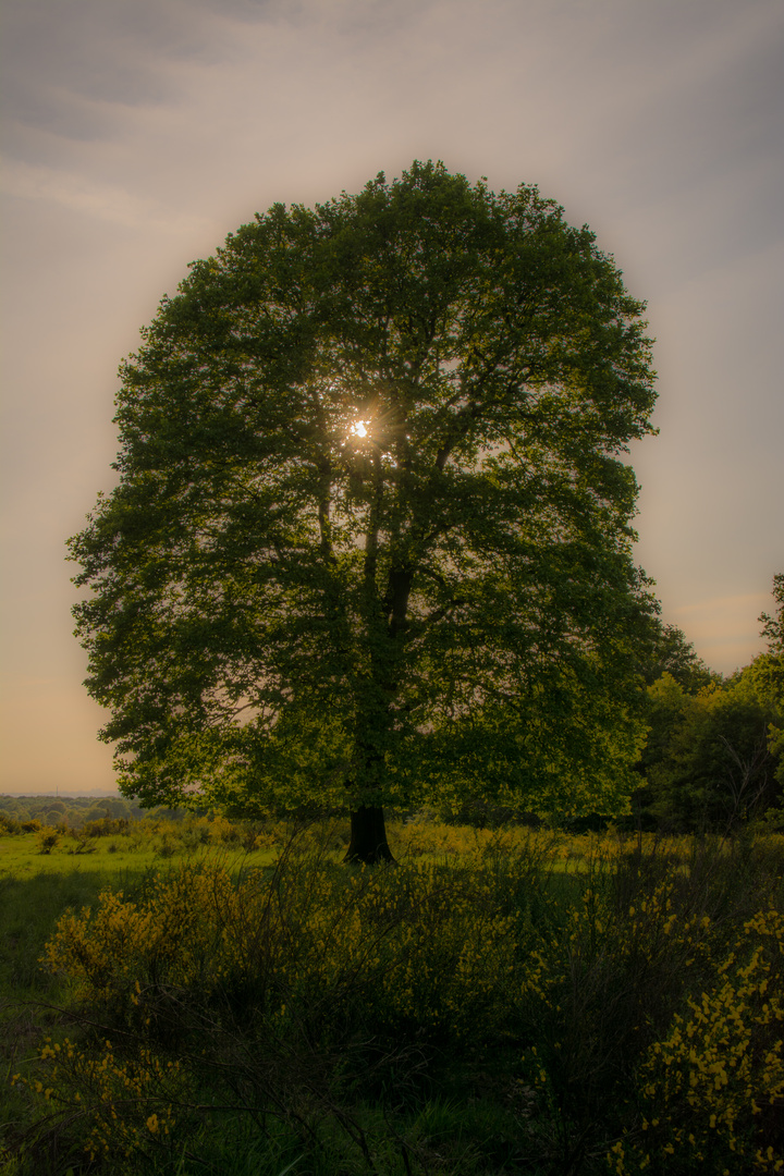 Eiche im Abendlicht