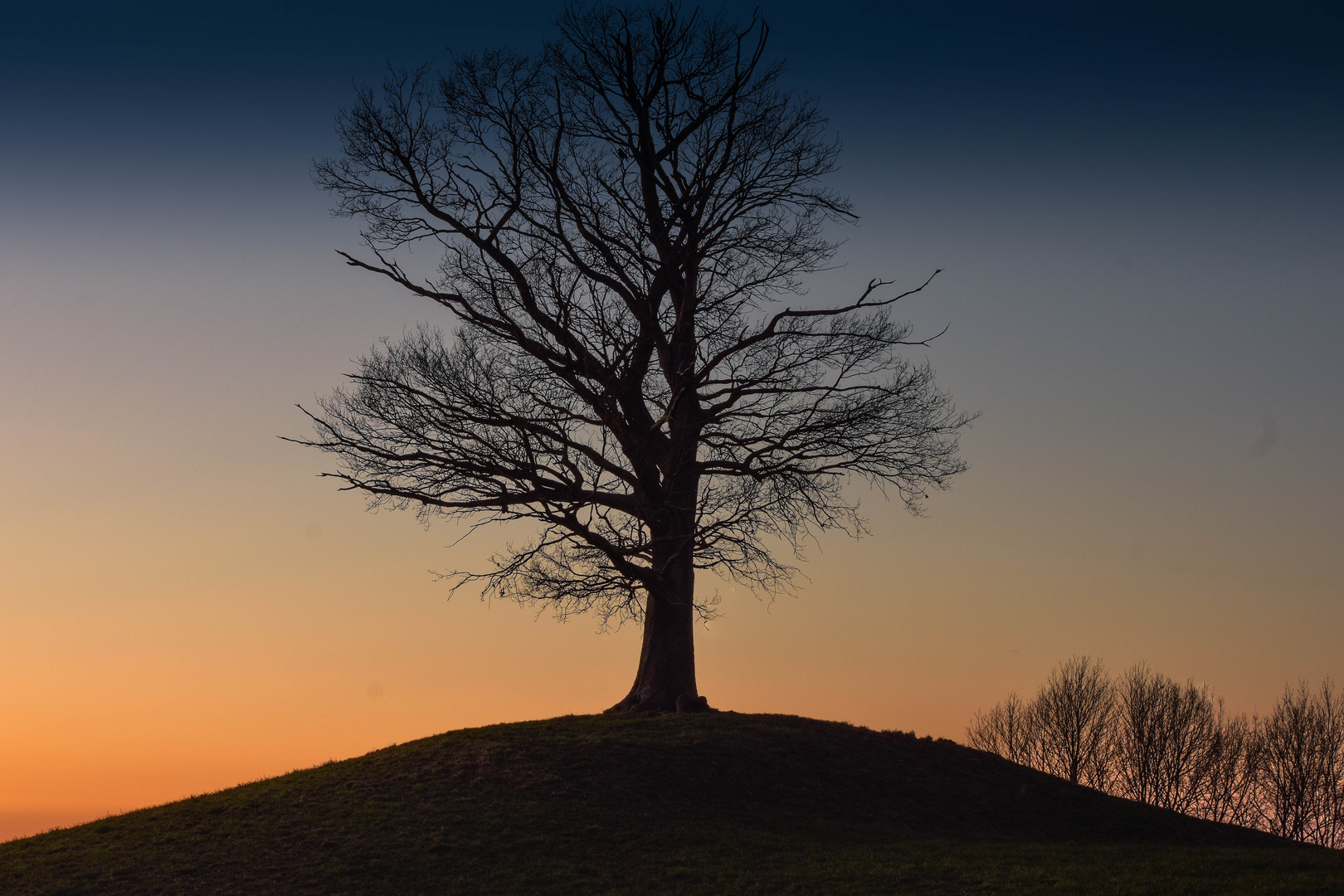 Eiche im Abendrot