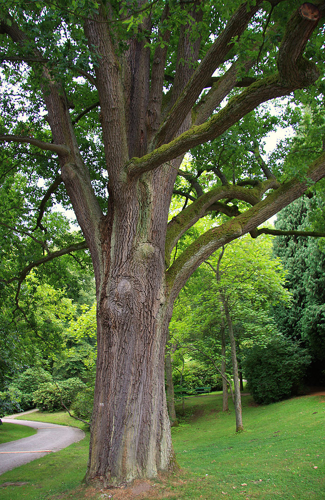 Eiche im Bergpark Kassel