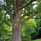 Eiche im Bergpark Kassel