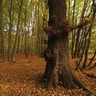 Eiche im Buchenwald