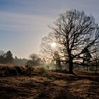 Eiche im ersten Sonnenlicht