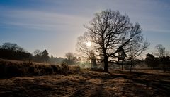 Eiche im ersten Sonnenlicht