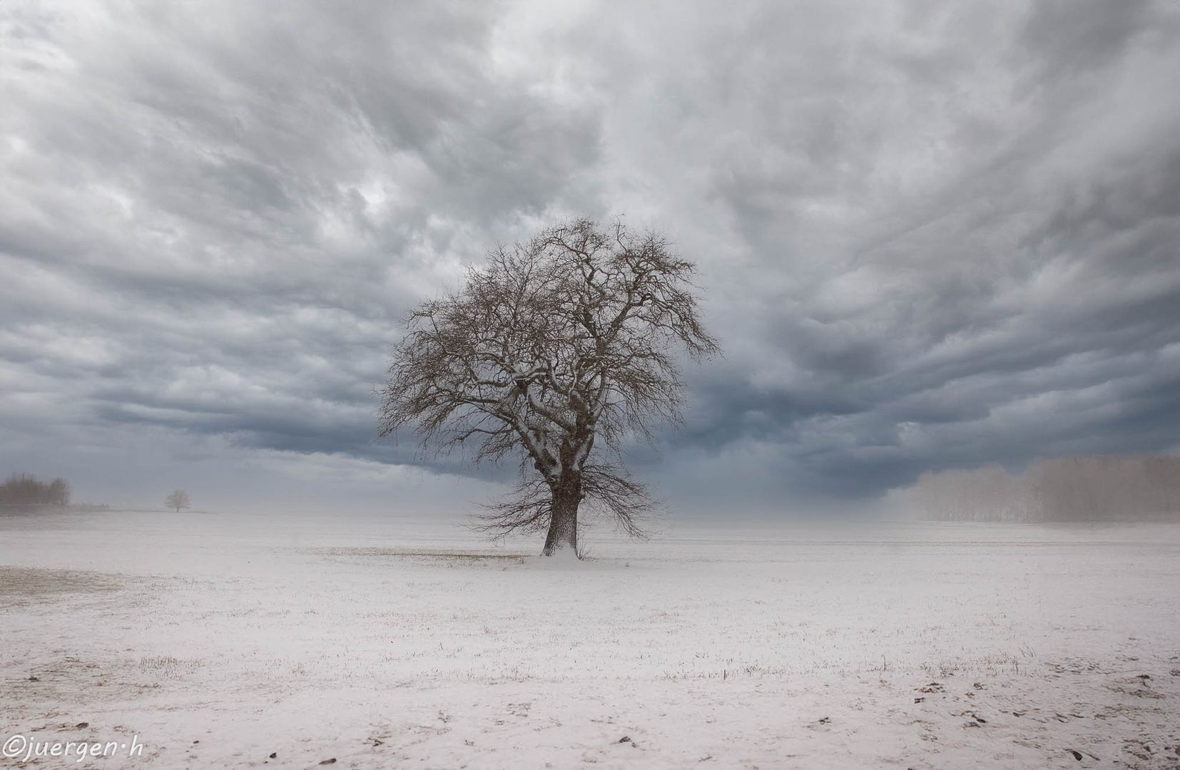 Eiche im Feld.