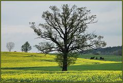 Eiche im Feld