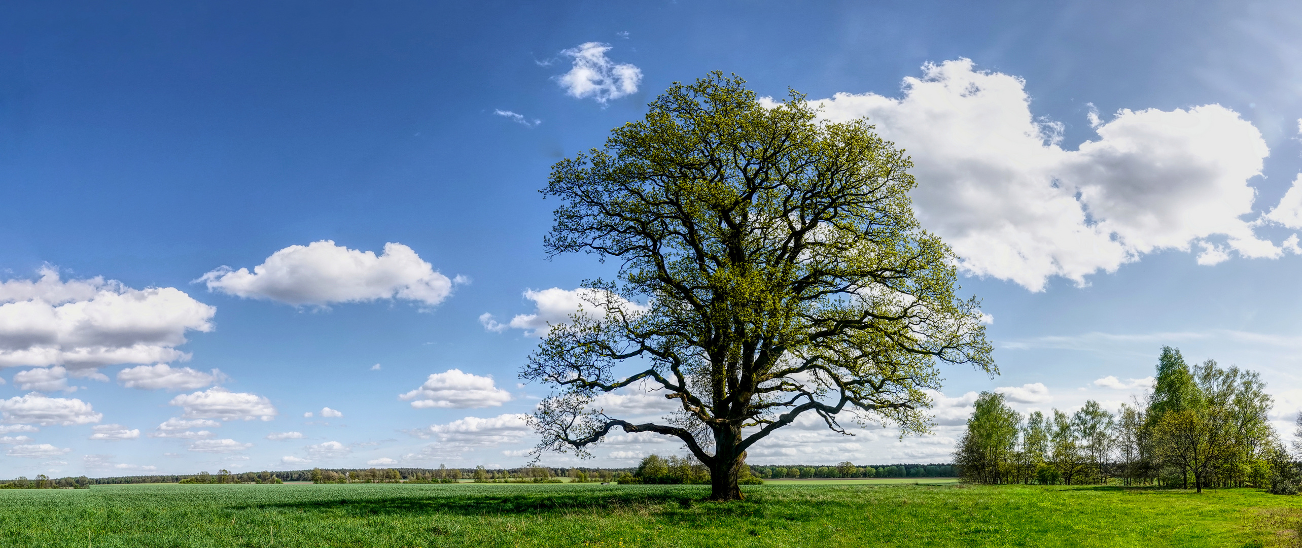 Eiche im Frühling