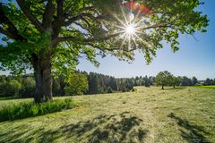 Eiche im Gegenlicht