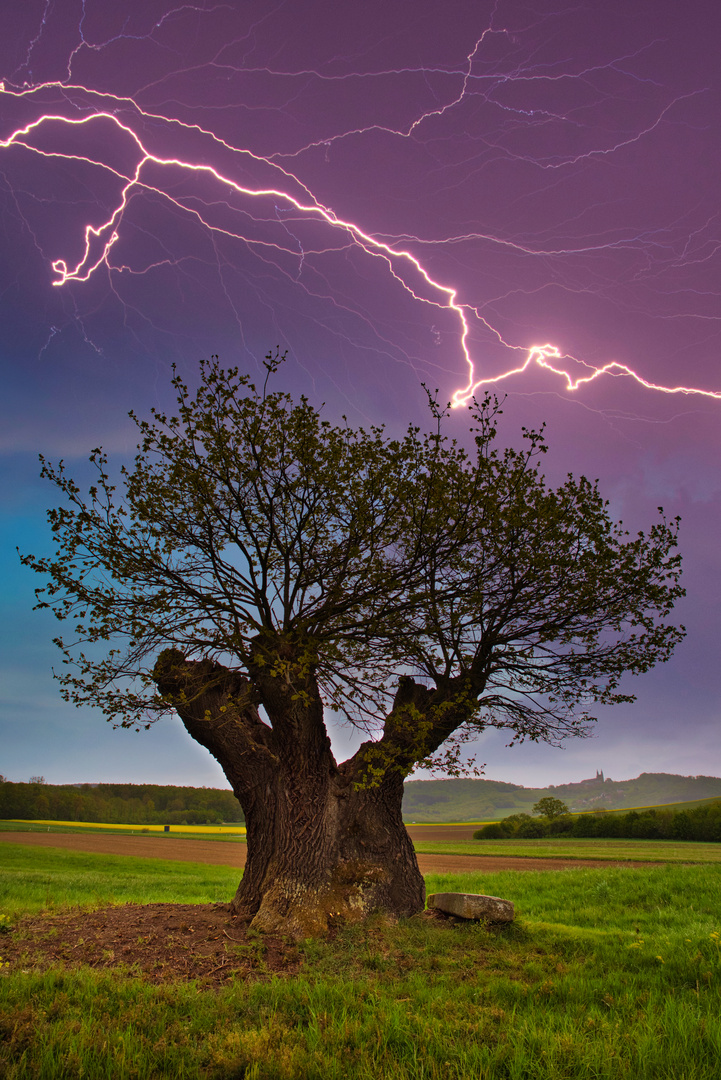 Eiche im Gewitter