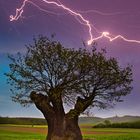 Eiche im Gewitter