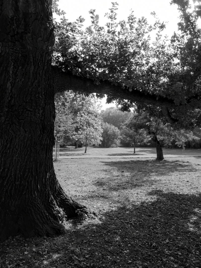 Eiche im Gimritzer Park in Halle (Saale)