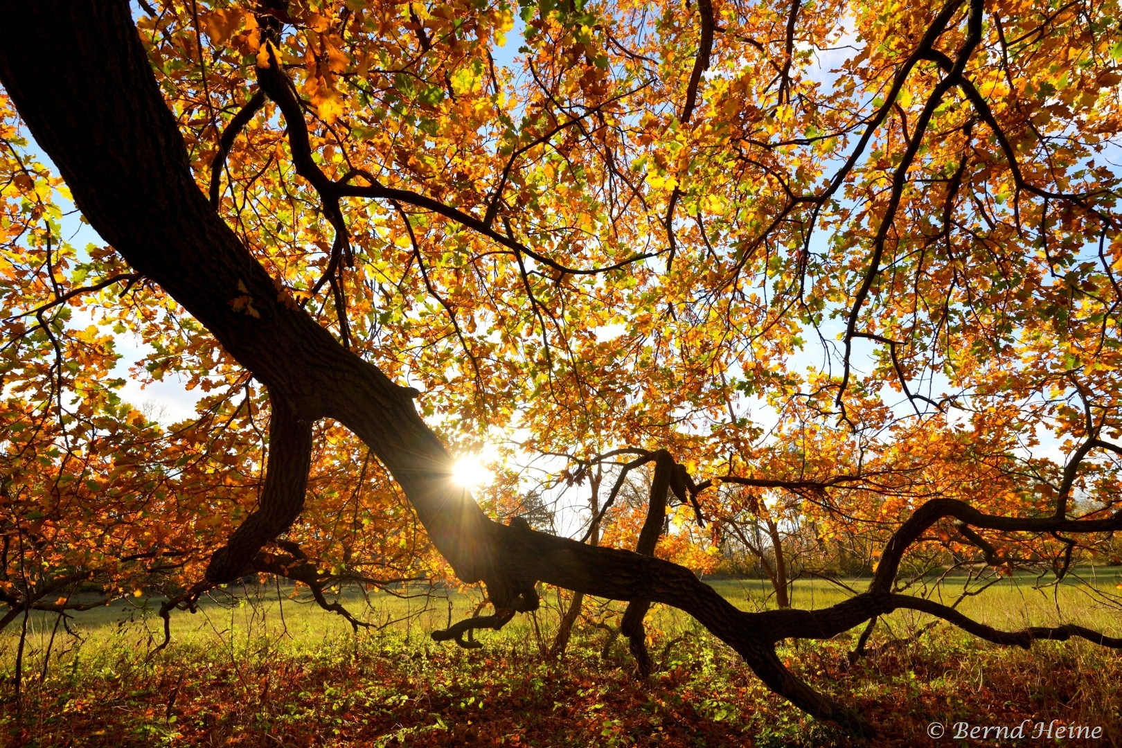 Eiche im „goldenen Herbst“