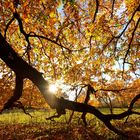 Eiche im „goldenen Herbst“