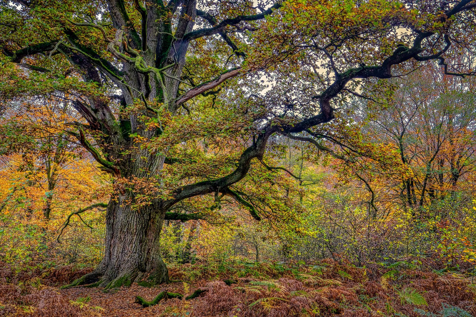 Eiche im Herbst Foto & Bild | deutschland, europe, hessen Bilder auf