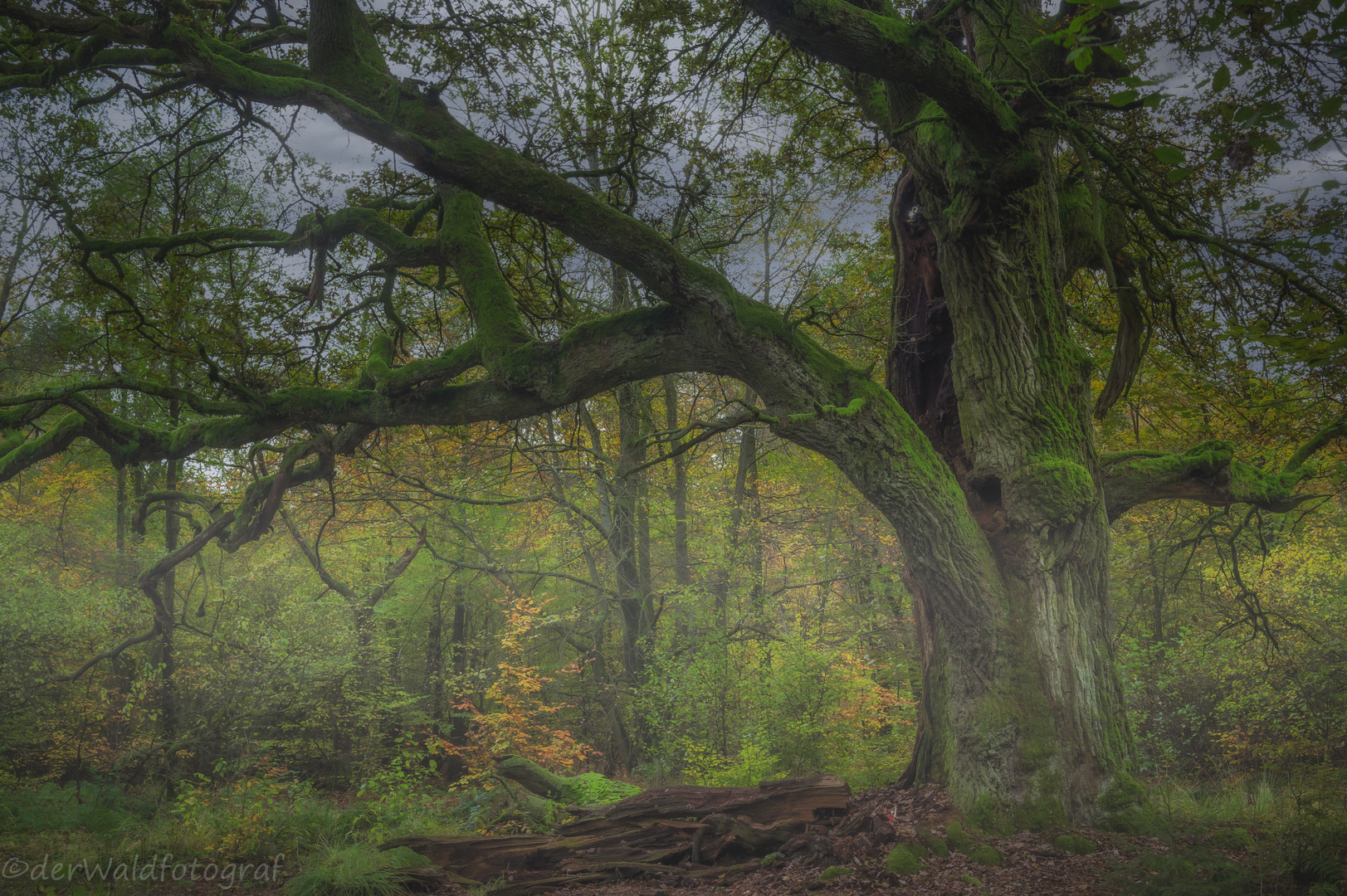 Eiche im Herbst