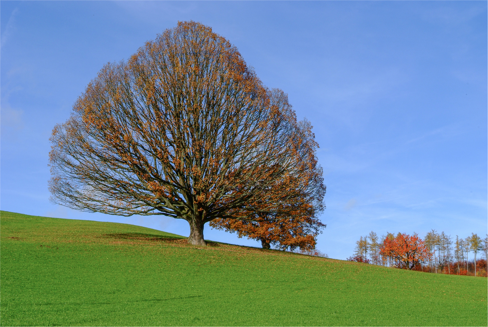 EICHE IM HERBST