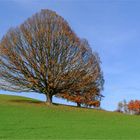 EICHE IM HERBST