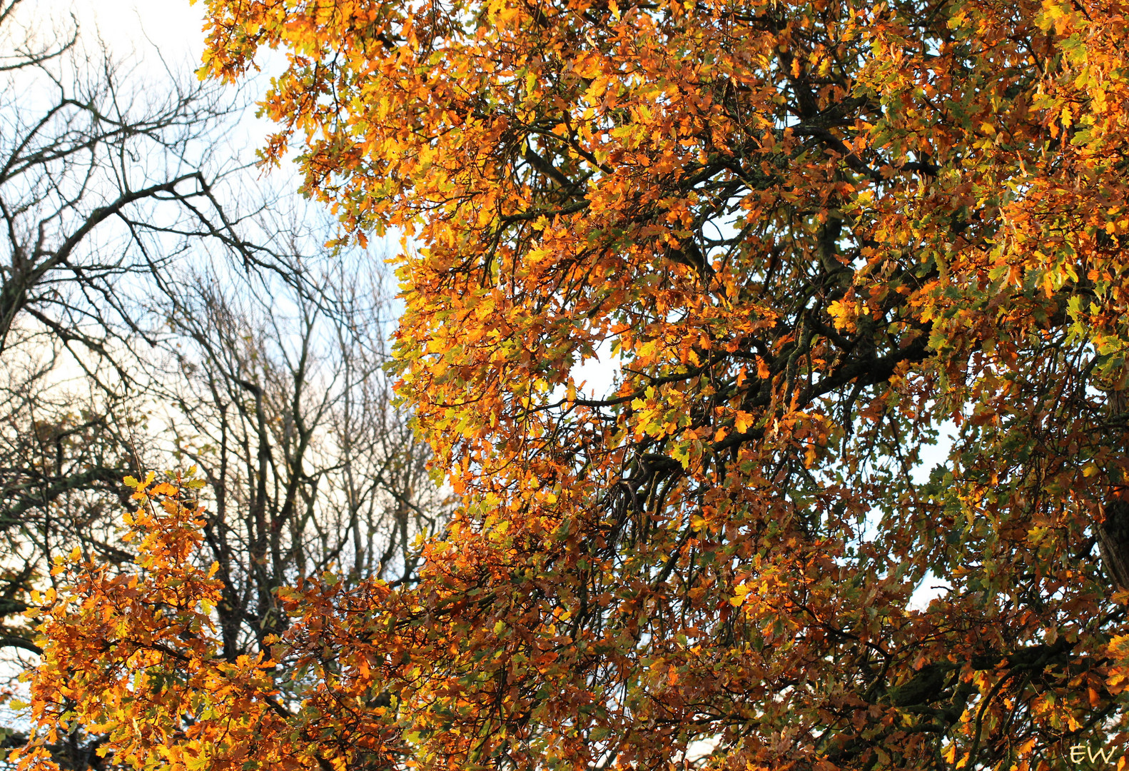 Eiche im Herbst