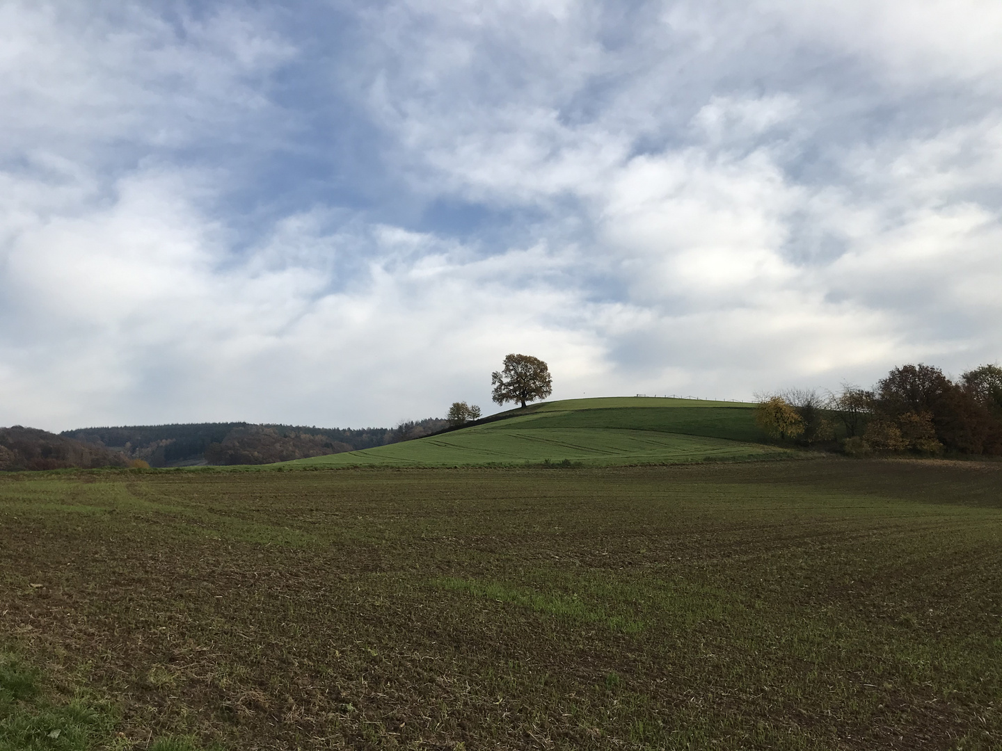 Eiche im Herbst auf dem Hügel 