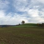 Eiche im Herbst auf dem Hügel 