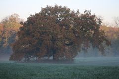 Eiche im Herbst