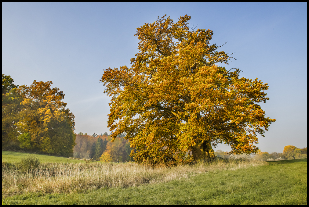 Eiche Im Herbst Foto Bild Pflanzen Pilze Flechten Baume Natur Bilder Auf Fotocommunity
