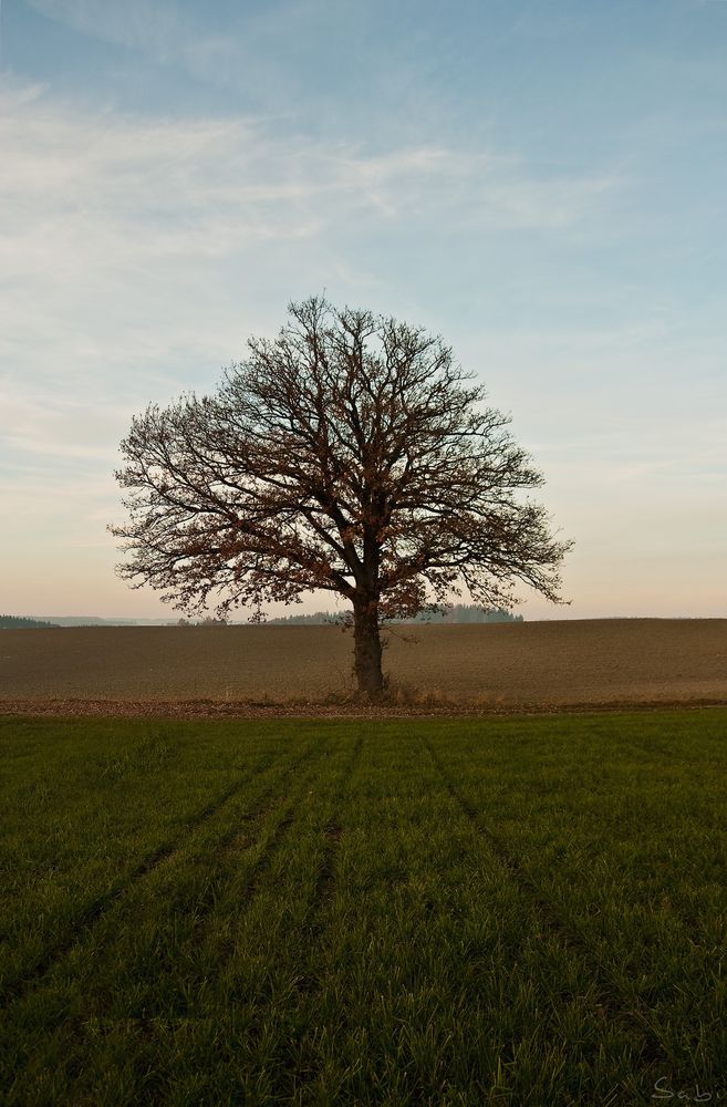 Eiche im Herbst