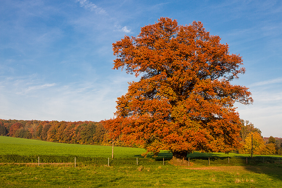 Eiche Im Herbst Foto Bild Pflanzen Pilze Flechten Baume Einzelbaume Bilder Auf Fotocommunity