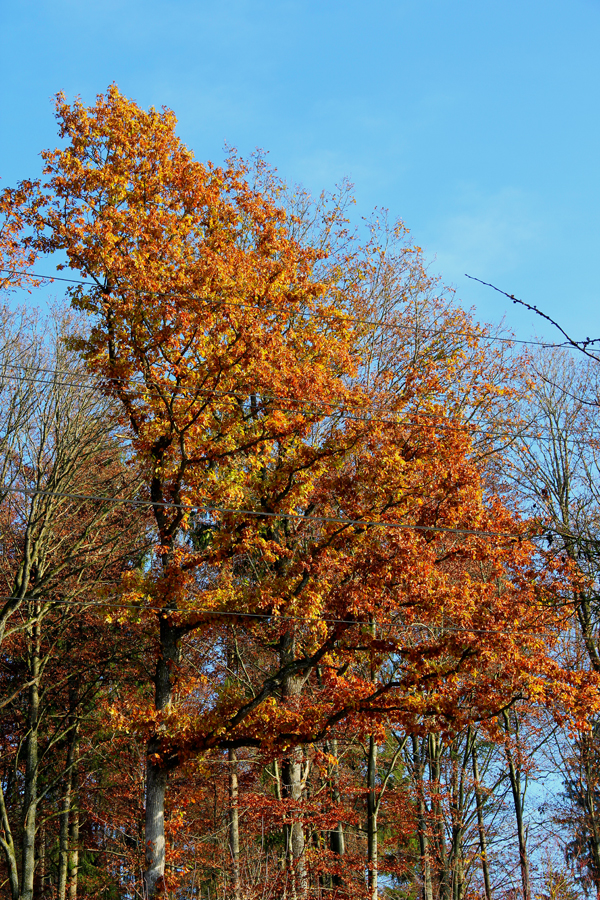 Eiche im Herbstgewand