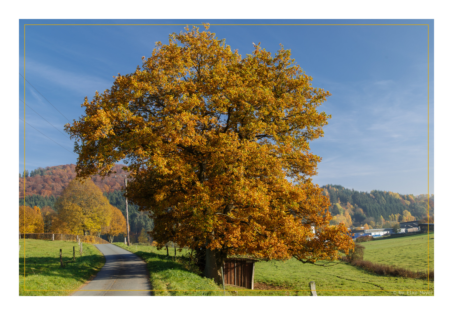 Eiche im Herbstkleid