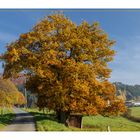 Eiche im Herbstkleid