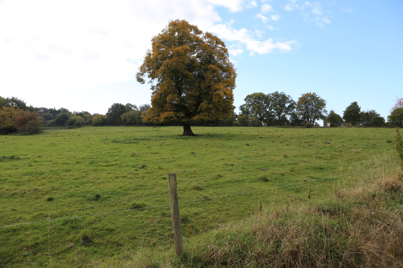 Eiche im Herbstlaub