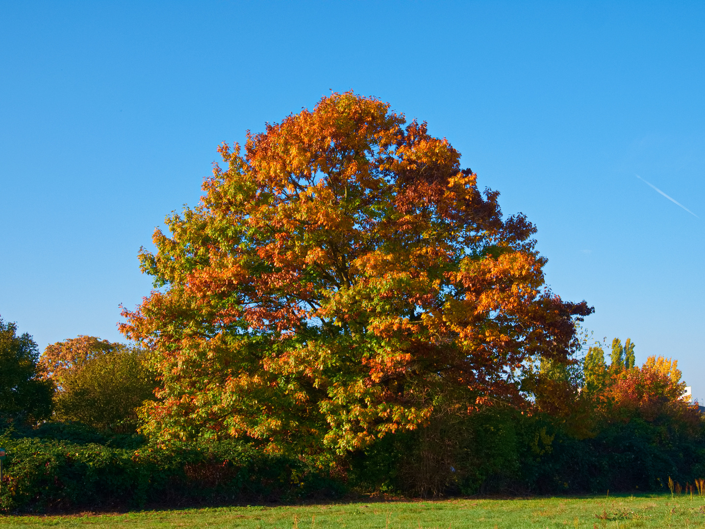 Eiche im Herbstlaub Foto & Bild pflanzen, pilze & flechten, bäume