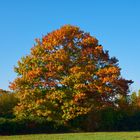 Eiche im Herbstlaub