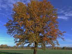 Eiche im herbstlichen Gewand.