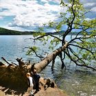 Eiche im Laachersee