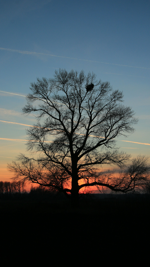 Eiche im letzten Sonnenlicht