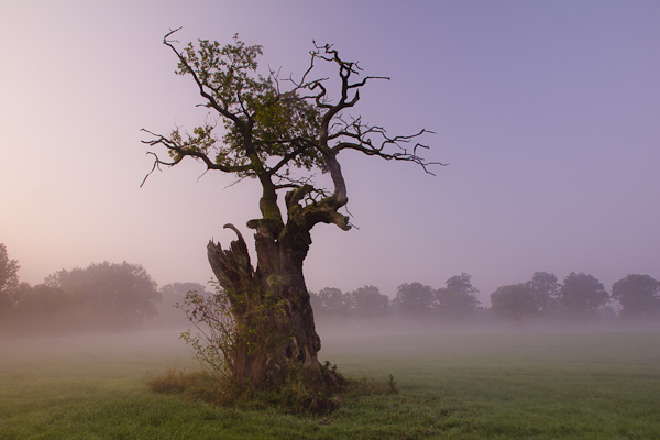 Eiche im Morgengrauen