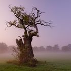 Eiche im Morgengrauen