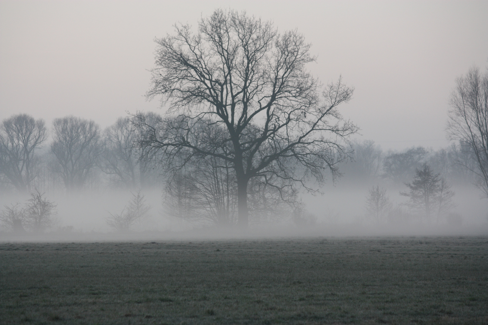 Eiche im Morgennebel