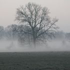 Eiche im Morgennebel