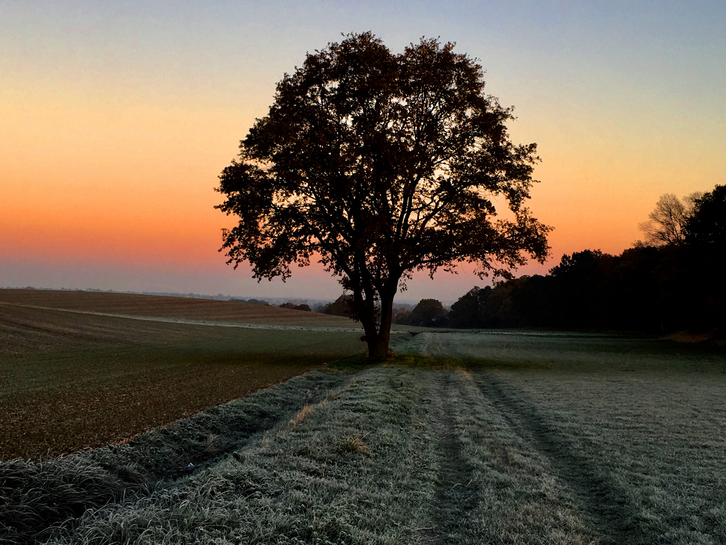 Eiche im Morgenrot