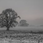 Eiche im Nebel