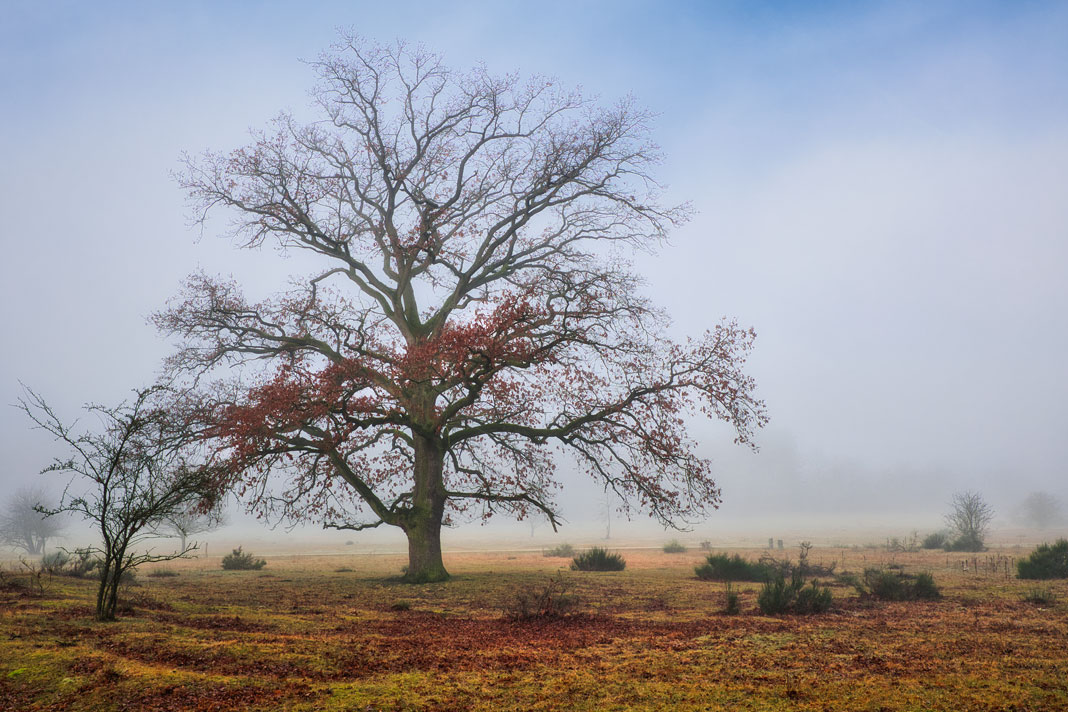 Eiche im Nebel