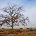 Eiche im Nebel