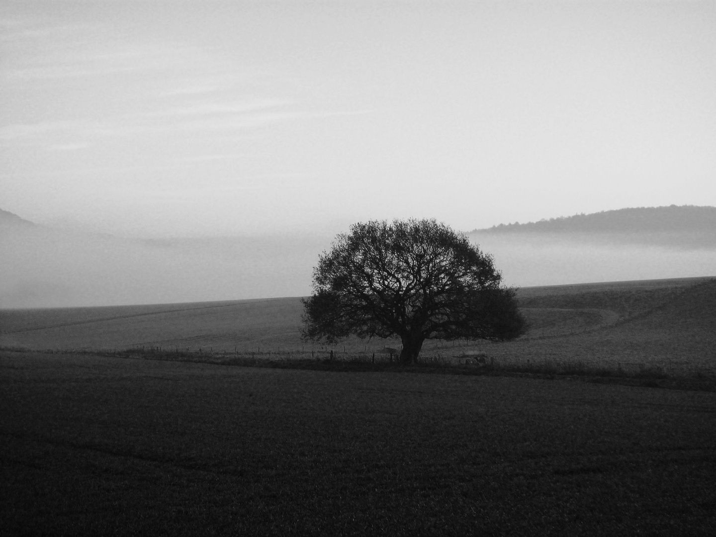 Eiche im Nebel