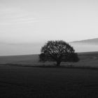 Eiche im Nebel