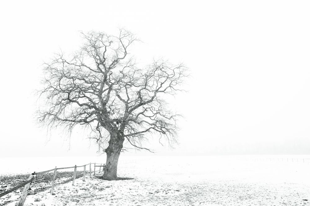 Eiche im Nebel