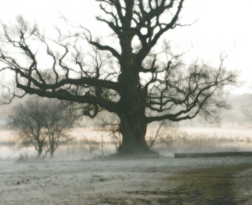 Eiche im Nebel